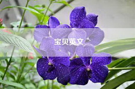 宝贝英文