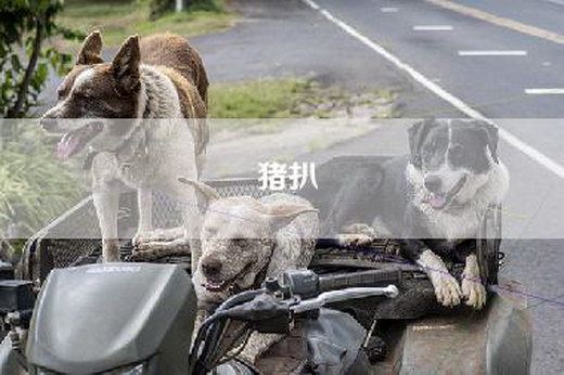 猪扒