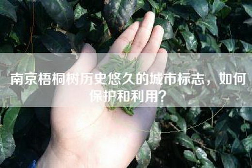 南京梧桐树历史悠久的城市标志,如何保护和利用?