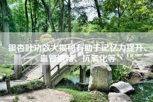银杏叶功效大揭秘有助于记忆力提升、血管通畅、抗氧化等