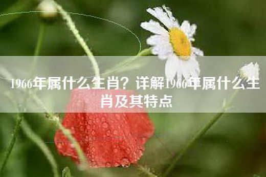 1966年属什么生肖？详解1966年属什么生肖及其特点
