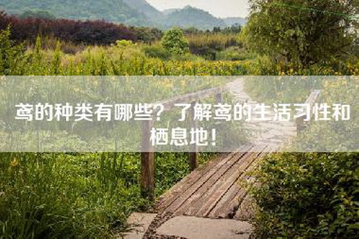 鸢的种类有哪些？了解鸢的生活习性和栖息地！