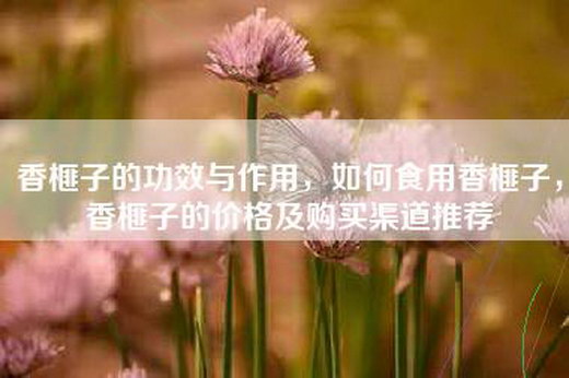 香榧子的功效与作用，如何食用香榧子，香榧子的价格及购买渠道推荐