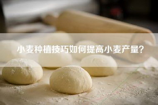 小麦种植技巧如何提高小麦产量？