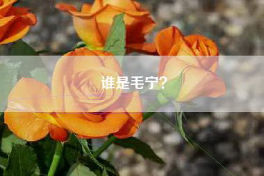 谁是毛宁？