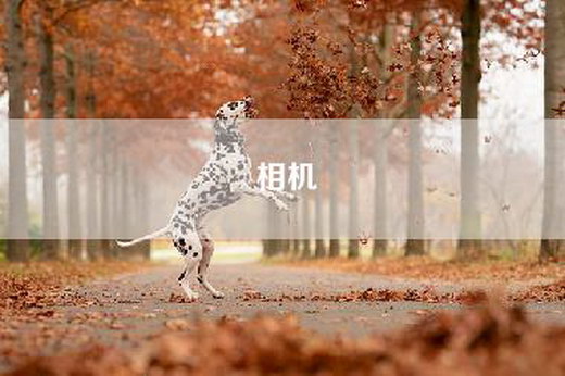相机