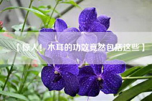 【惊人！木耳的功效竟然包括这些】
