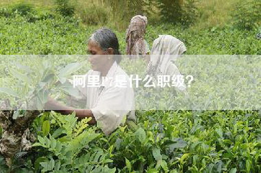 阿里P7是什么职级？