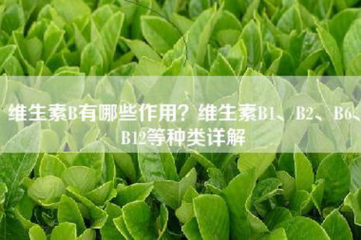 维生素B有哪些作用？维生素B1、B2、B6、B12等种类详解