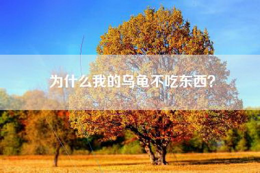 为什么我的乌龟不吃东西？