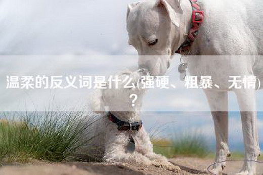 温柔的反义词是什么(强硬、粗暴、无情)？