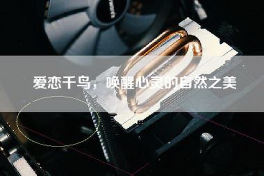 爱恋千鸟，唤醒心灵的自然之美