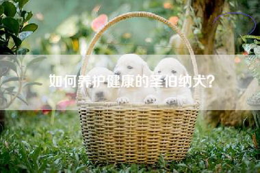 如何养护健康的圣伯纳犬？