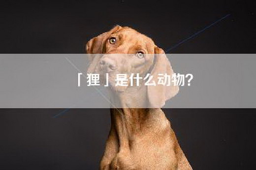 「狸」是什么动物？