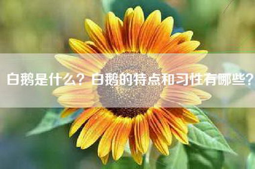 白鹅是什么？白鹅的特点和习性有哪些？